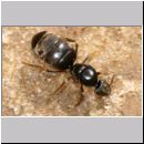 Lasius cf niger - Schwarzgraue Wegameise 05 10mm - Koenigin.jpg